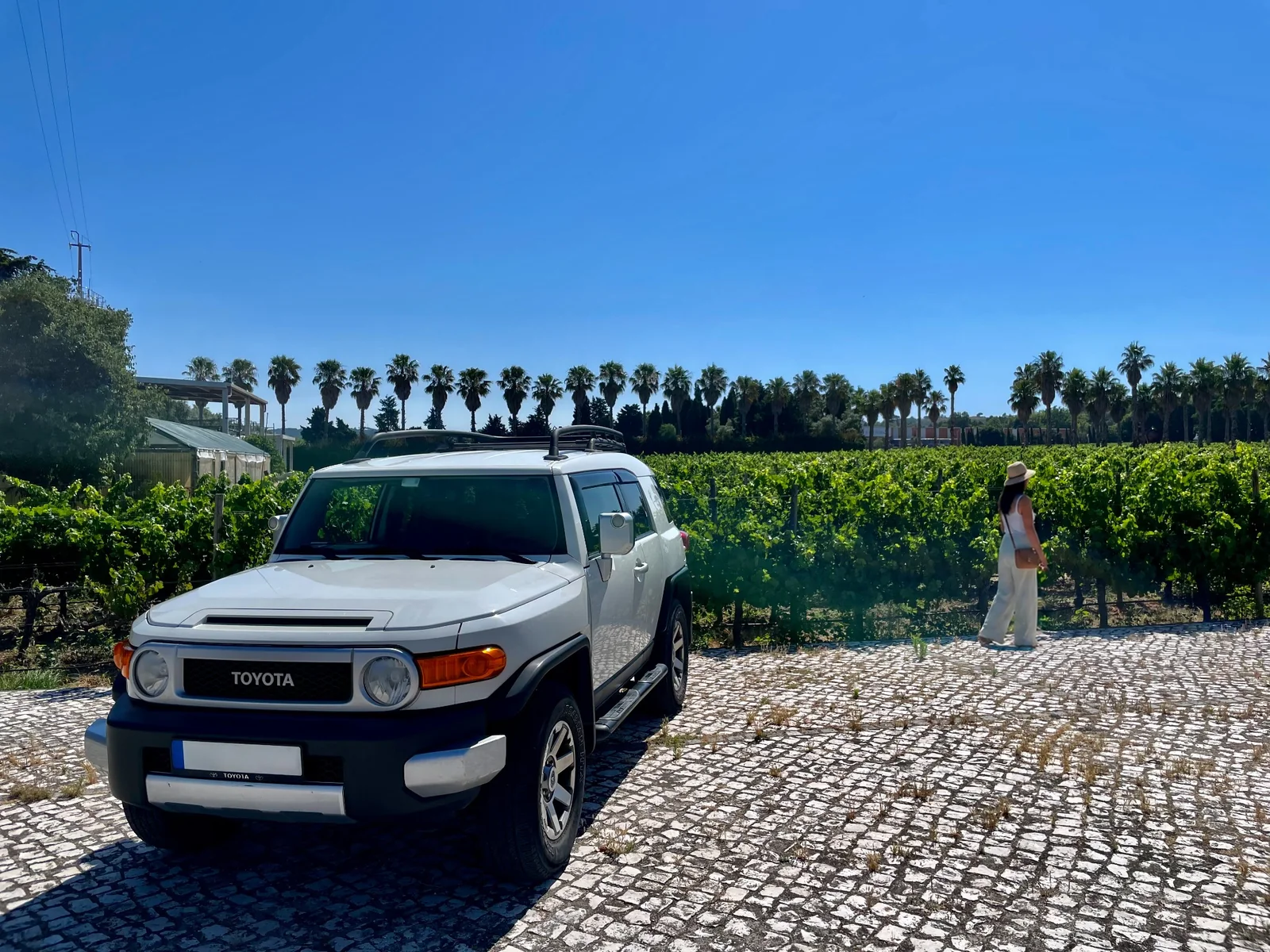 Guest walking by vineyards